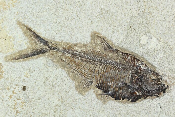 Fossil Fish (Diplomystus) - Green River Formation #129589